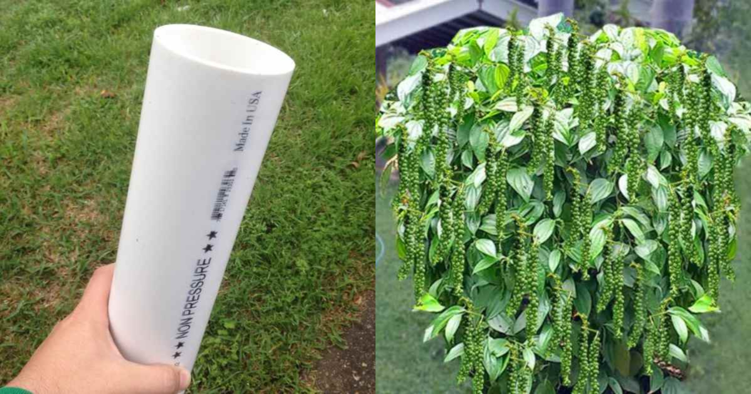Kurumulak Krishi Using PVC Pipe