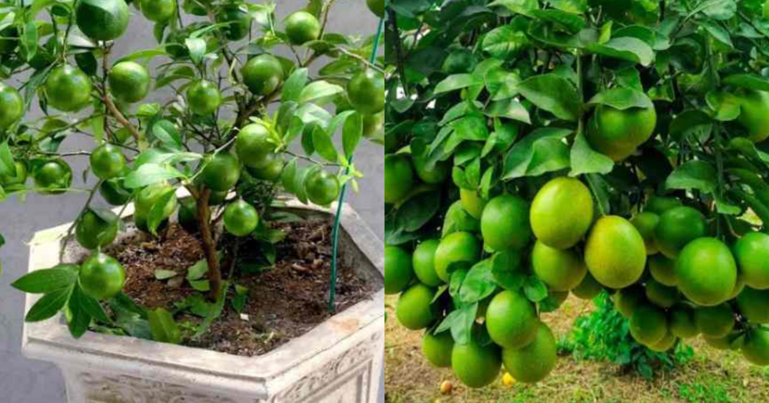 Lemon Cultivation Tip