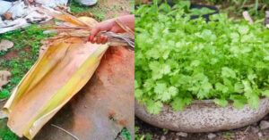 Malli Krishi Tips