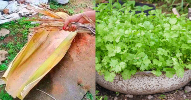 Malli Krishi Tips