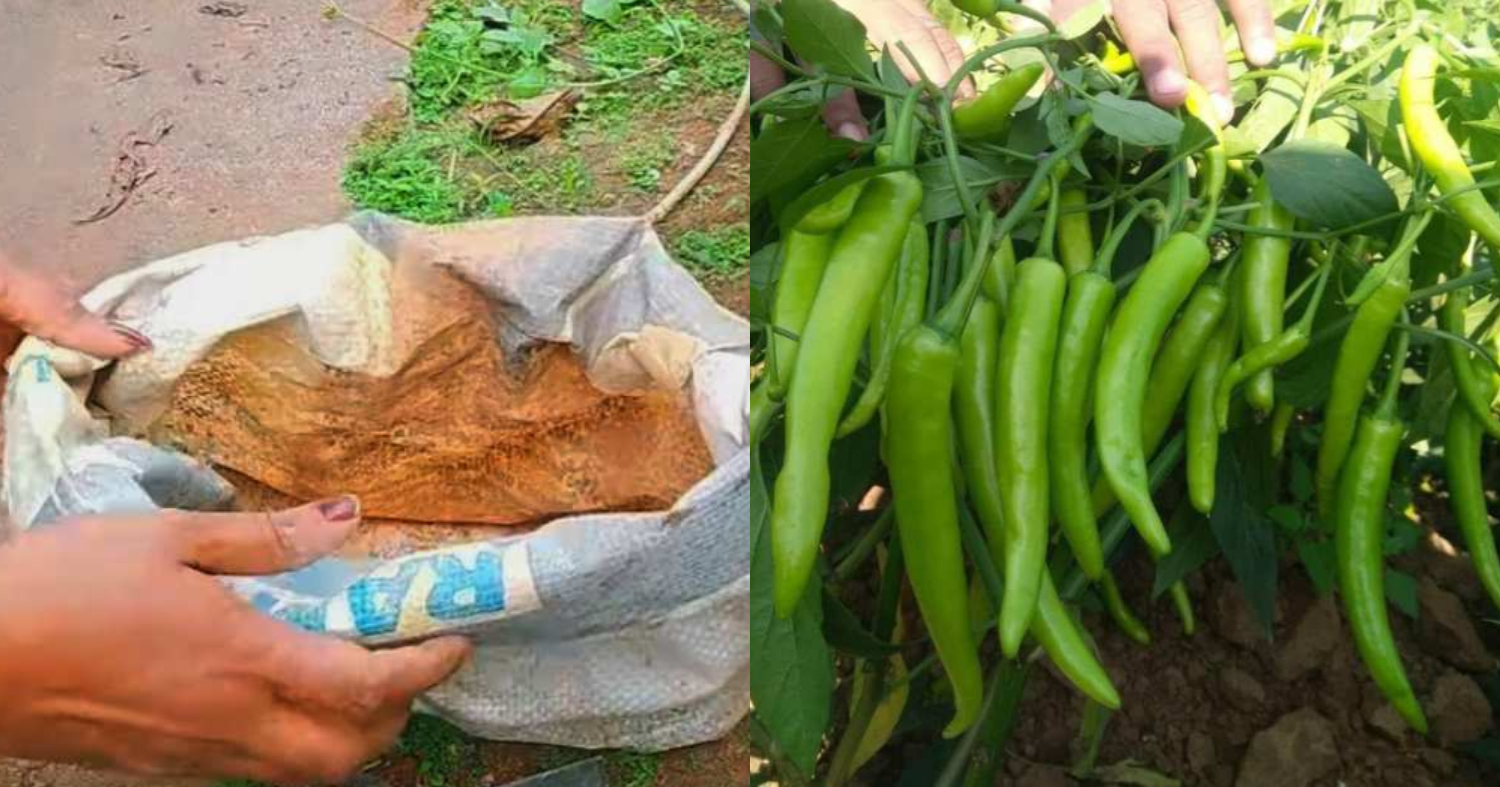 Mulak Krishi Tips Using Bag