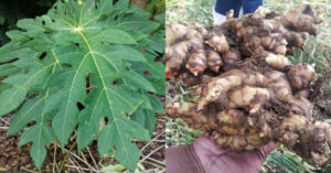 Papaya Leaf Tip For Ginger Cultivation