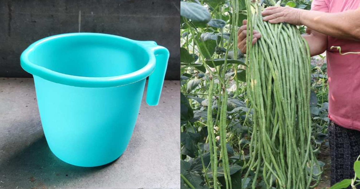 Payar Krishi Using Mug