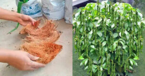 Pepper Cultivation Tips Using Coir