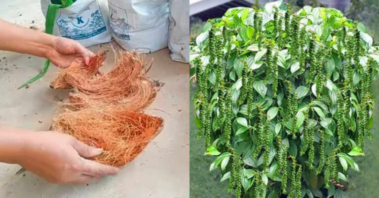 Pepper Cultivation Tips Using Coir