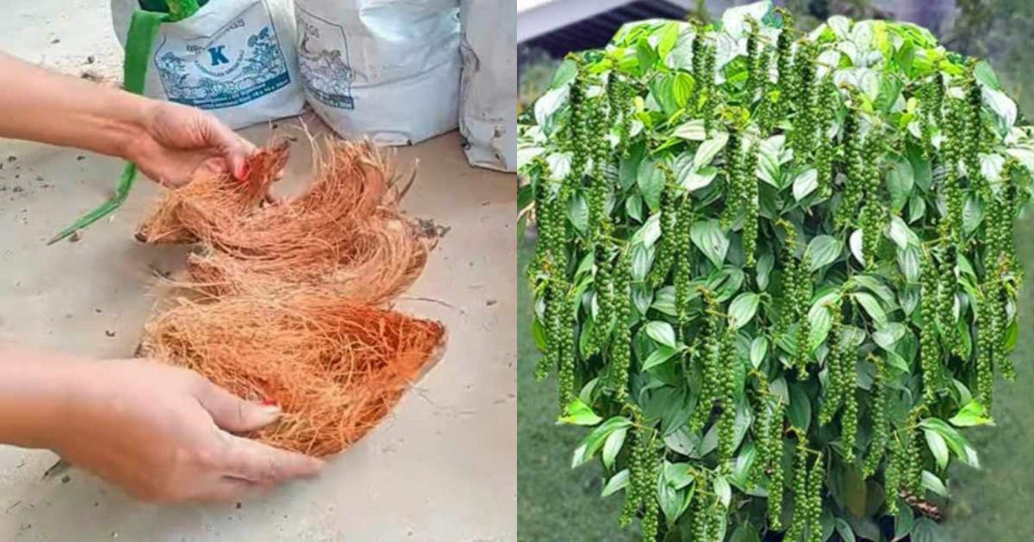 Pepper Cultivation Tips Using Coir