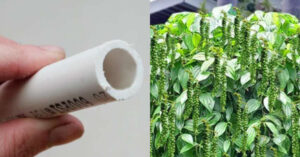 Pepper Cultivation Tricks