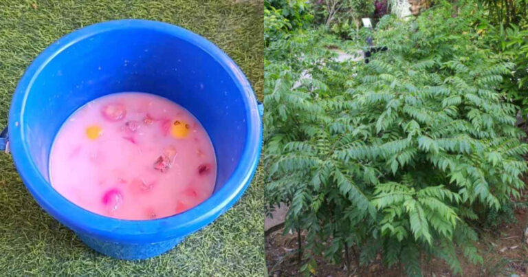 Rice Water Fertilizer For Curry Leaves
