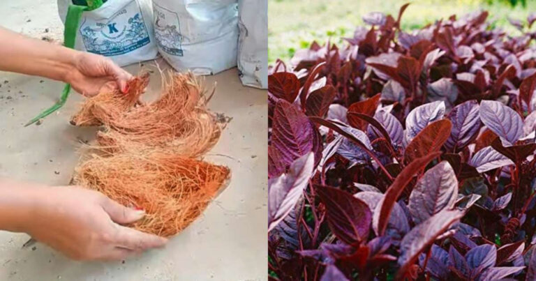 Spinach Cultivation  Tips