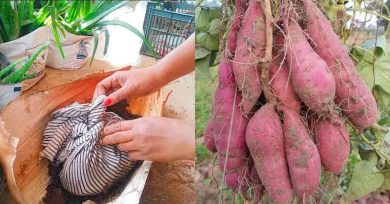 Sweet Potatto Cultivation Tips