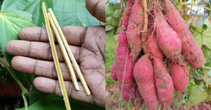 Sweet Potatto Krishi Tips