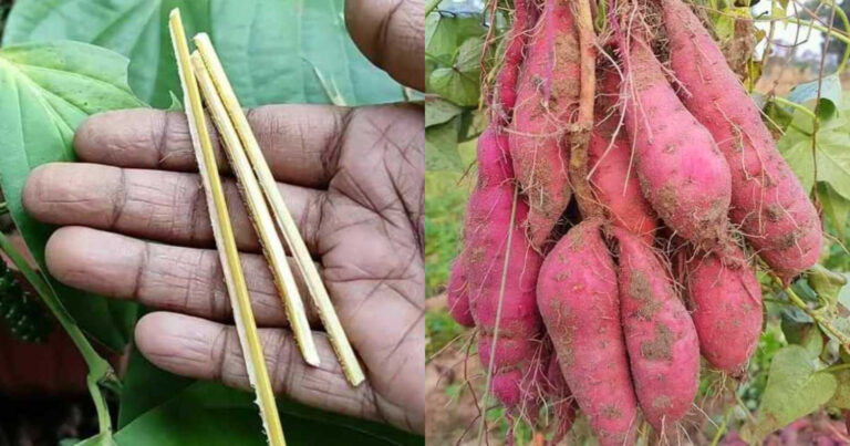 Sweet Potatto Krishi Tips